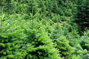 Sapins de Noël Nordmann