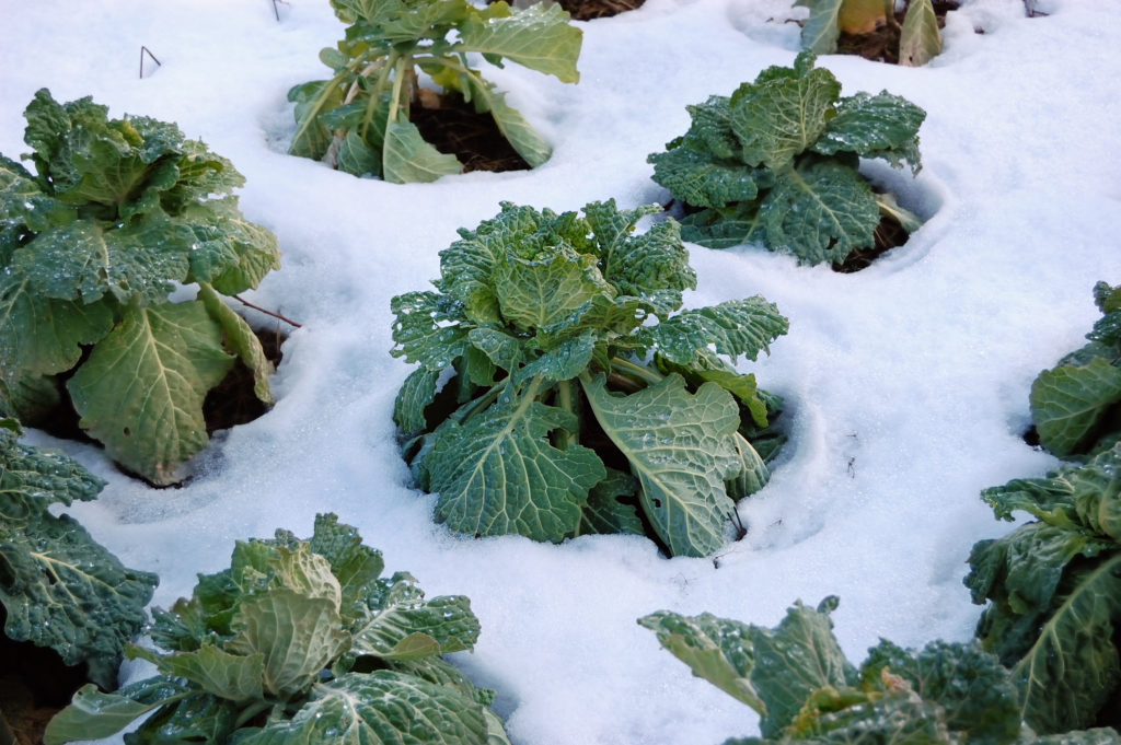 Plants de choux recouverts de gel