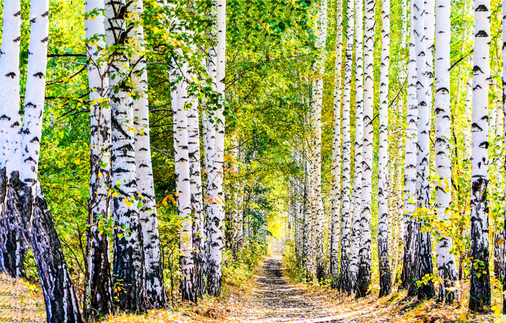 Forêts de bouleau bio