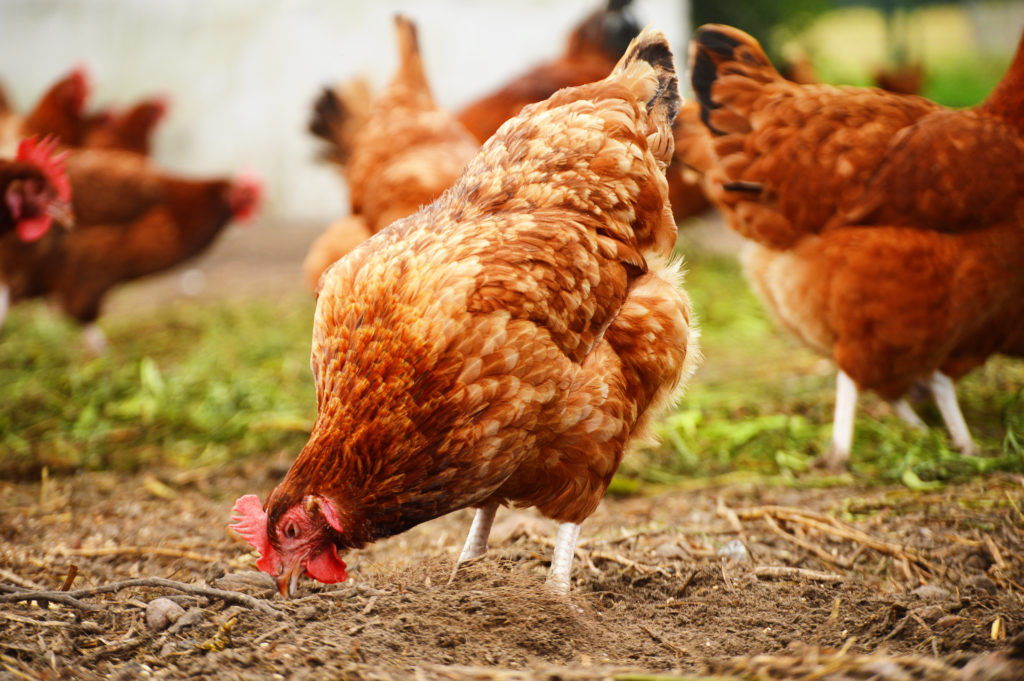 Poule mange de la terre de diatomée comme vermifuge naturel