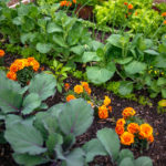 Potager réaliser en associant des légumes aux fleurs et aromates