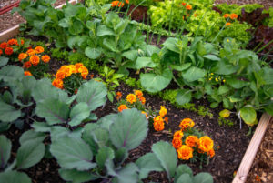 Potager réaliser en associant des légumes aux fleurs et aromates