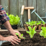 Un potager réalisé sans erreur