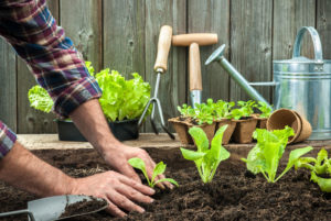 Un potager réalisé sans erreur