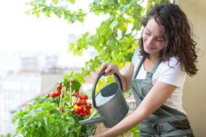 Légumes en pot sur balcon