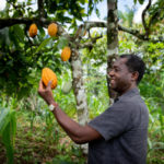 Producteur de caca camerounais satisfait de sa récolte