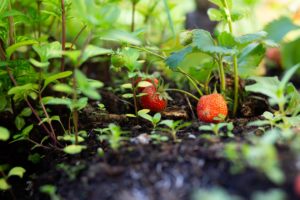 Consommer local et de saison passe par le potager