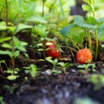 Consommer local et de saison passe par le potager
